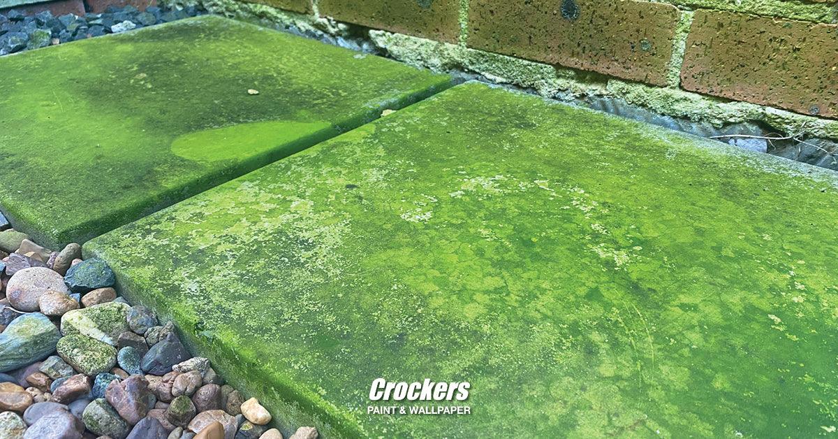 How to remove toxic mould and keep your family healthy - Crockers Paint & Wallpaper